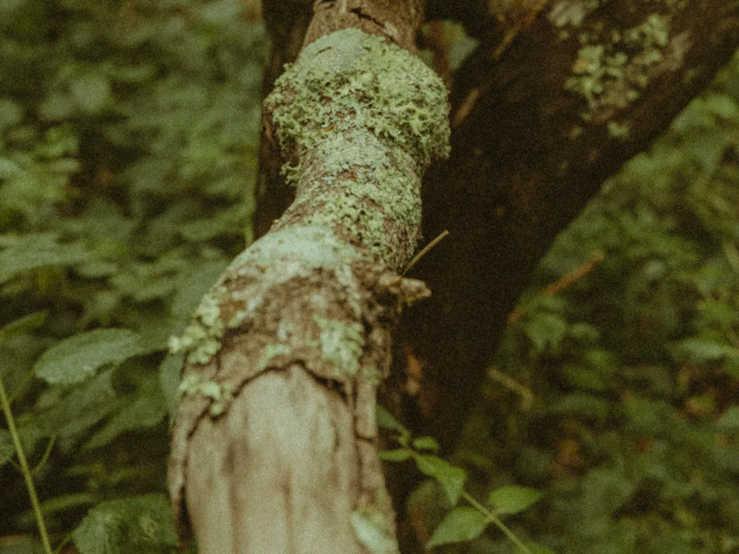 La Gomera – Odkryj Magię Wyspy w Sercu Atlantyku