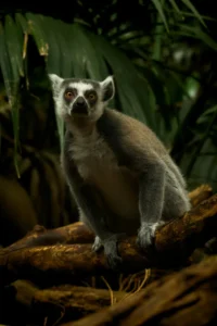 Madagaskar – kompleksowy przewodnik po niezwykłej wyspie