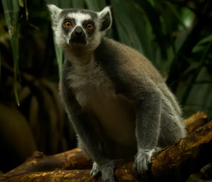 Madagaskar – kompleksowy przewodnik po niezwykłej wyspie