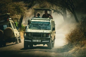Safari w Tanzanii – kompletny przewodnik dla początkujących