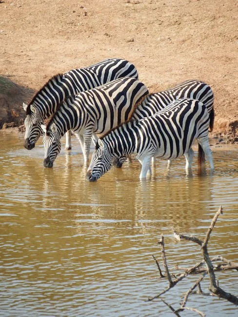Safari w Afryce 2026: Tanzania, Kenia czy RPA — porównanie – safari afryka
