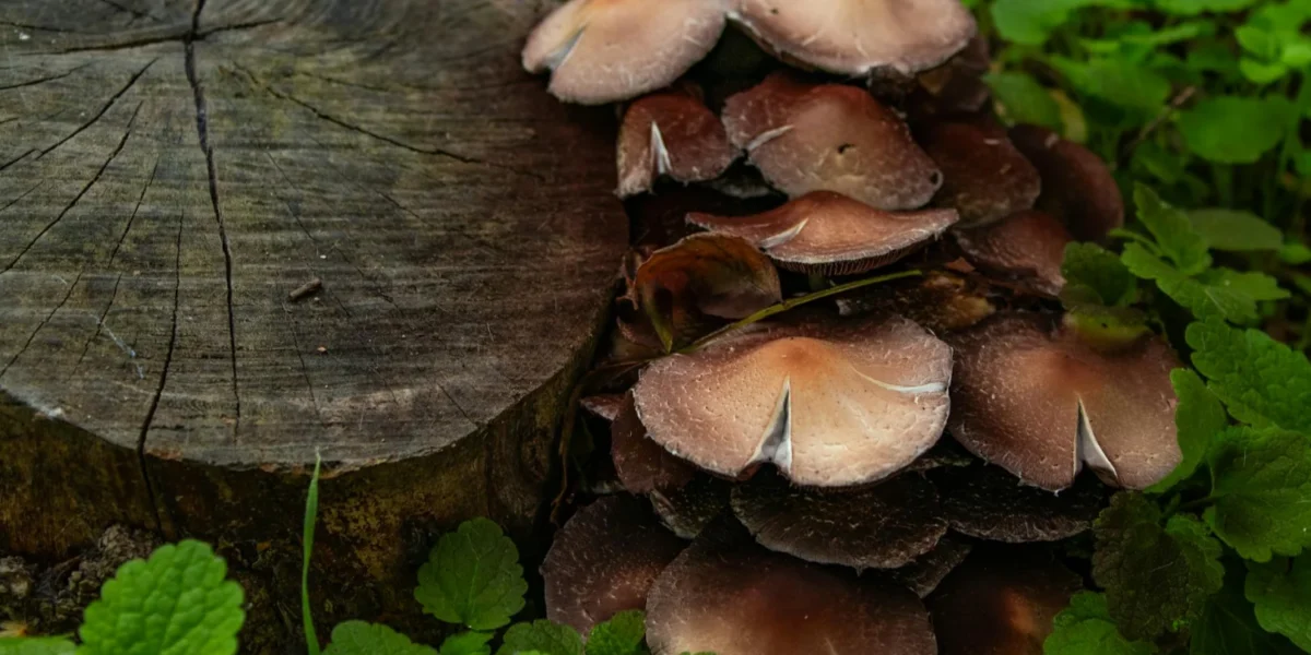 Close-up of brown mushrooms growing beside a tree stump surrounded by green foliage in a forest setting.