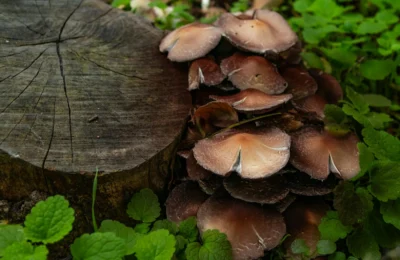 Close-up of brown mushrooms growing beside a tree stump surrounded by green foliage in a forest setting.