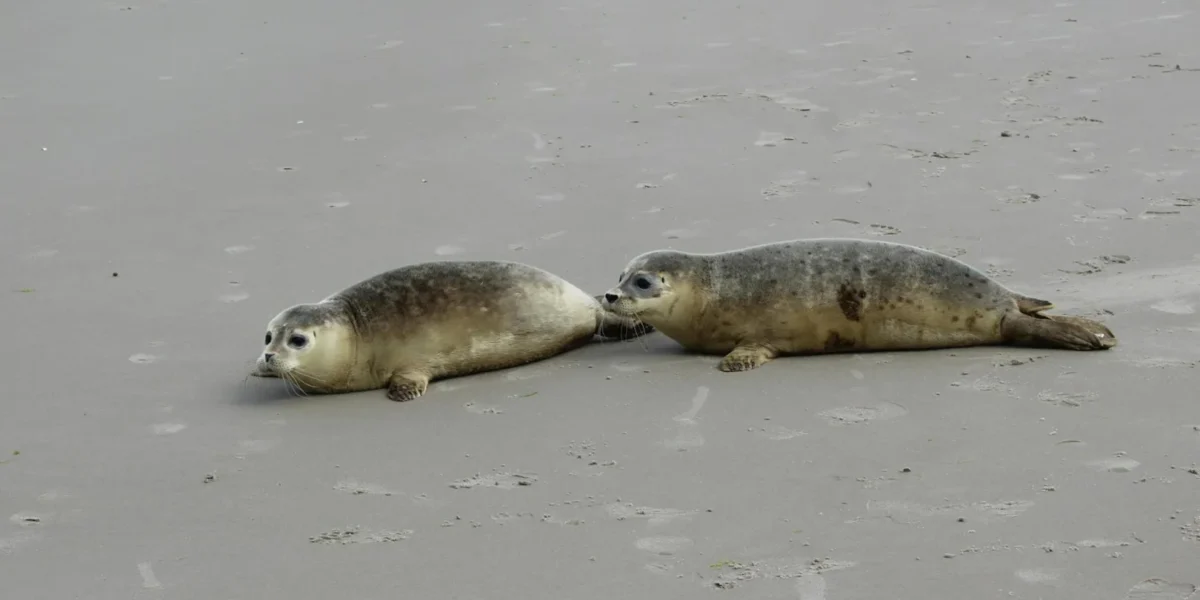 Two harbor seals resting on a sandy beach in Friesland, Netherlands.