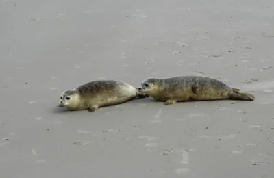 Two harbor seals resting on a sandy beach in Friesland, Netherlands.
