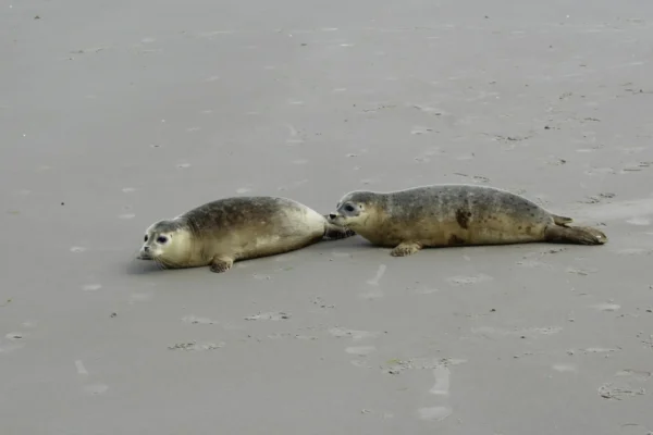 Two harbor seals resting on a sandy beach in Friesland, Netherlands.