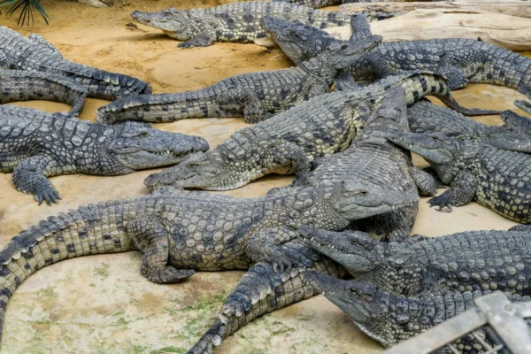 A large group of Nile crocodiles lounging on a sandy terrain, showcasing reptile behavior.