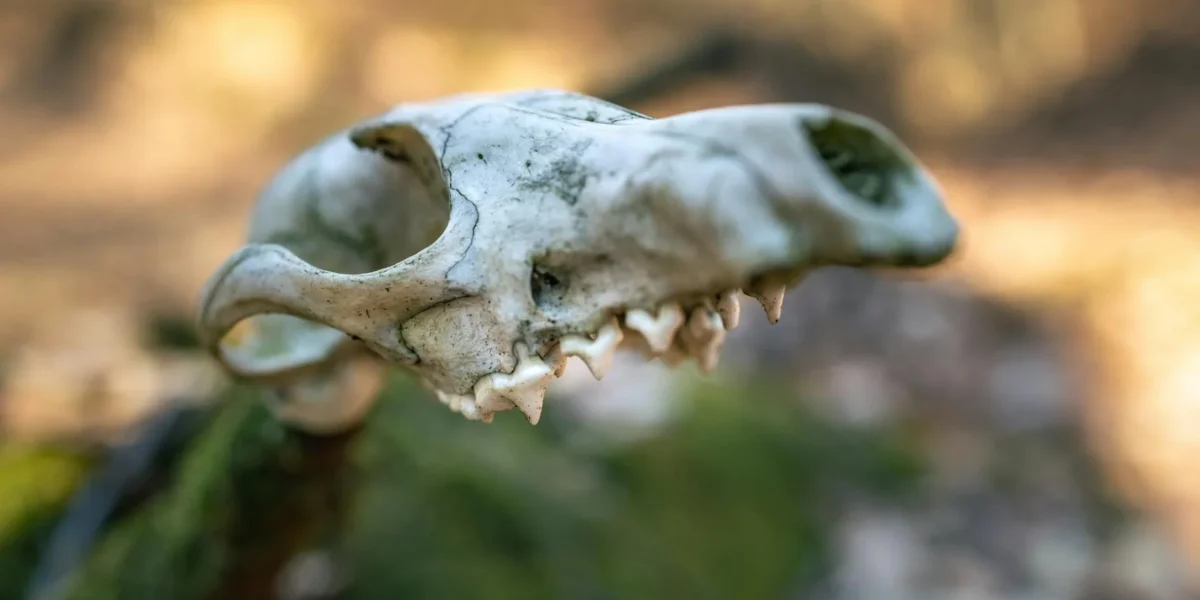 Detailed close-up of a weathered animal skull on a blurred outdoor background.