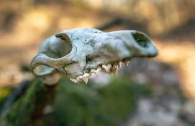 Detailed close-up of a weathered animal skull on a blurred outdoor background.