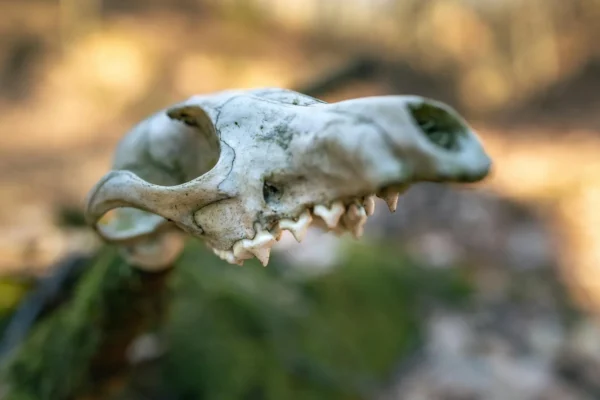 Detailed close-up of a weathered animal skull on a blurred outdoor background.