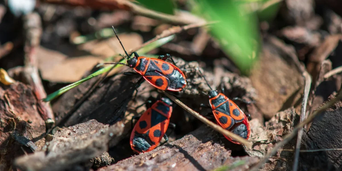 Detailed view of red and black firebug beetles on forest ground, showcasing natural habitat.
