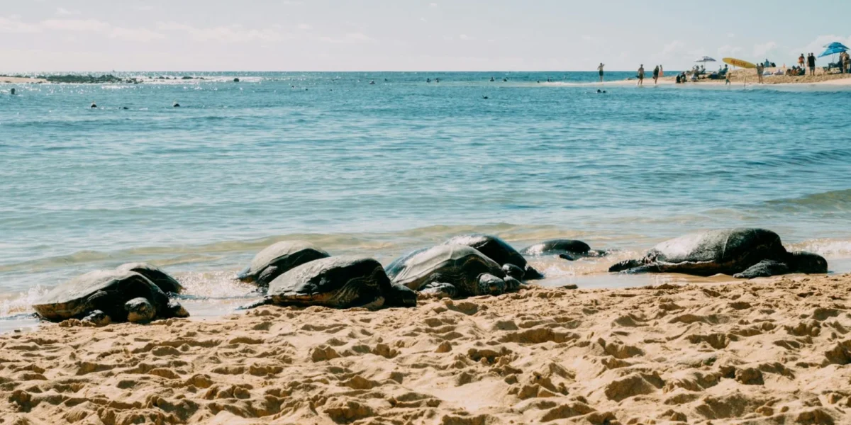 Sea turtles resting on a sunny beach with tourists enjoying the ocean view.