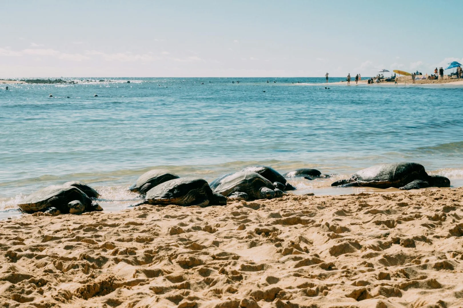 Wakacje w Watamu: All Inclusive w Turtle Bay Beach