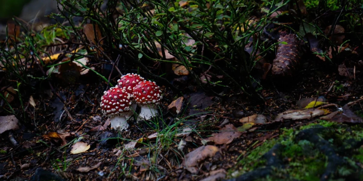 Vibrant red Amanita muscaria mushrooms surrounded by foliage in a Polish forest.