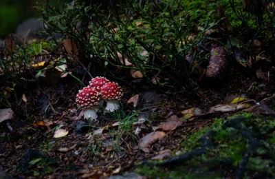 Vibrant red Amanita muscaria mushrooms surrounded by foliage in a Polish forest.