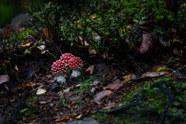 Vibrant red Amanita muscaria mushrooms surrounded by foliage in a Polish forest.