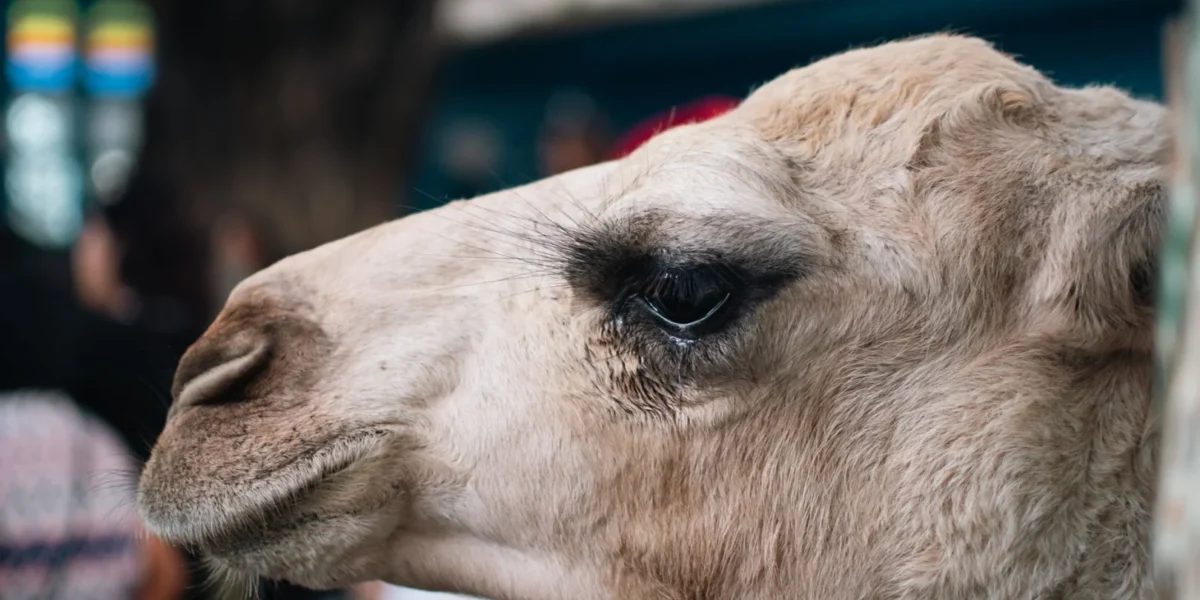 Close-up of a camel's head with a blurred background in La Marsa, Tunisia.