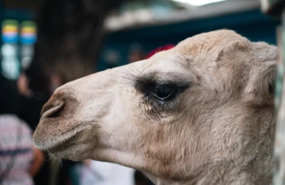 Close-up of a camel's head with a blurred background in La Marsa, Tunisia.