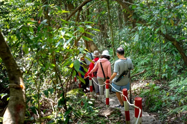 A group of tourists walking down a lush forest path surrounded by tropical foliage.