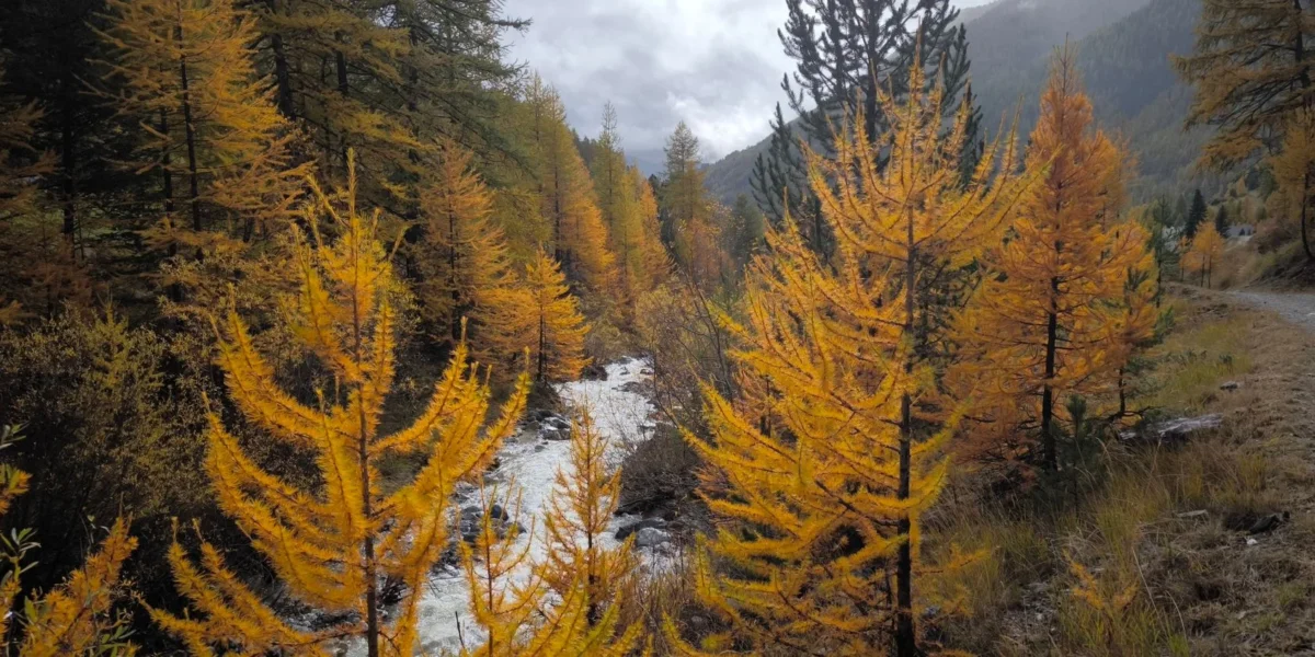 Serene autumn forest scene with golden trees by a mountain river.