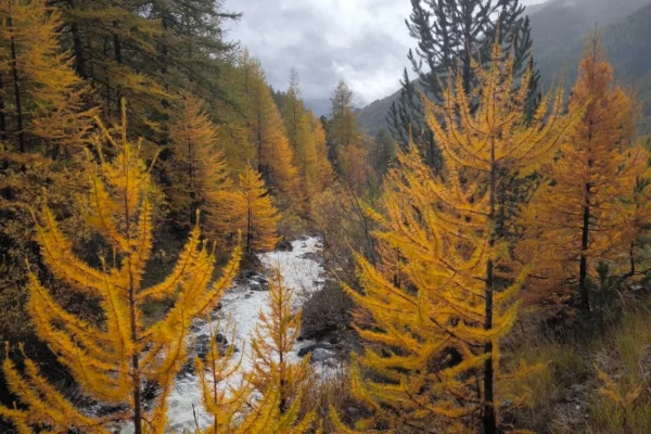 Serene autumn forest scene with golden trees by a mountain river.