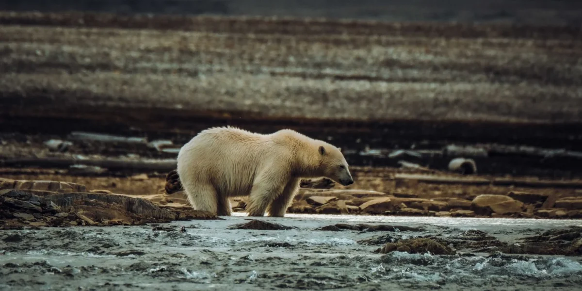A lone polar bear wanders across the Arctic tundra, showcasing wildlife in its natural habitat.