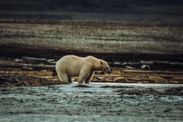 A lone polar bear wanders across the Arctic tundra, showcasing wildlife in its natural habitat.