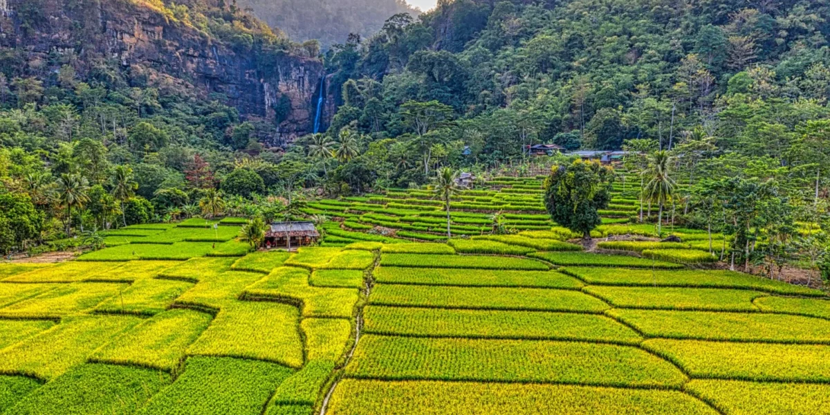 Stunning aerial view of vibrant rice terraces in West Java, Indonesia with a waterfall backdrop.