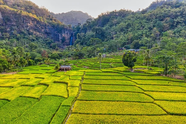 Stunning aerial view of vibrant rice terraces in West Java, Indonesia with a waterfall backdrop.