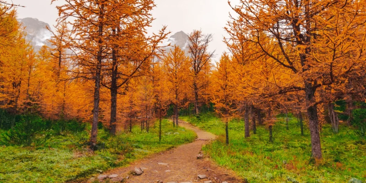 A serene autumn trail through vibrant larch trees in Alberta, Canada.