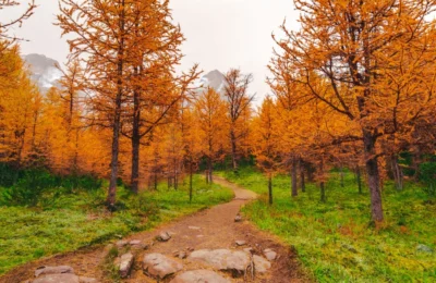 A serene autumn trail through vibrant larch trees in Alberta, Canada.