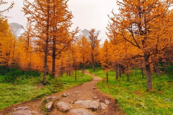A serene autumn trail through vibrant larch trees in Alberta, Canada.