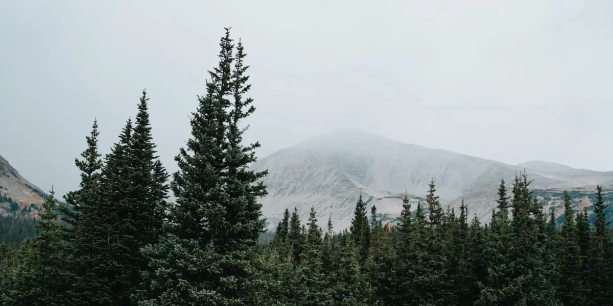 Lush coniferous trees under a misty sky in the Rocky Mountains, Colorado.
