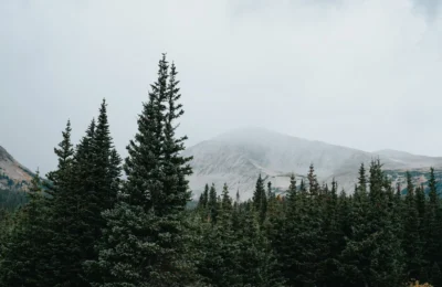 Lush coniferous trees under a misty sky in the Rocky Mountains, Colorado.