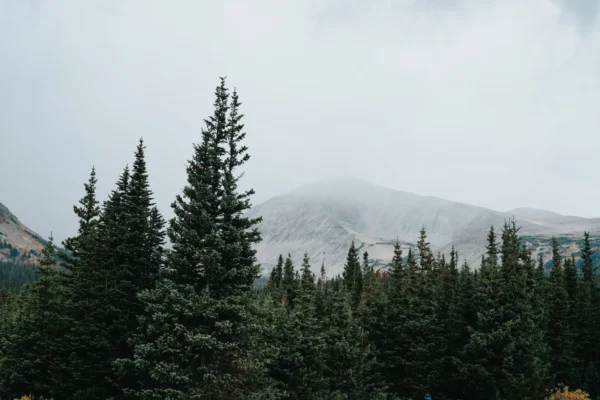 Lush coniferous trees under a misty sky in the Rocky Mountains, Colorado.