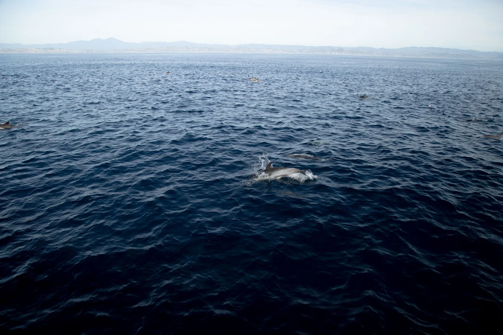 Rejs za delfinami i Balicasag Island